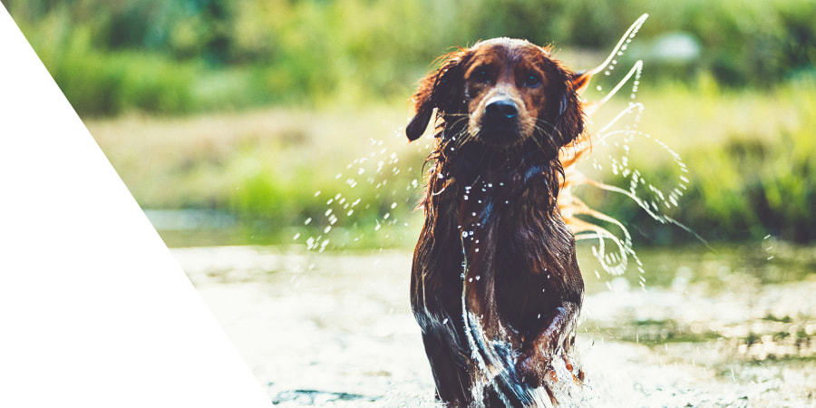 Dog running in a river